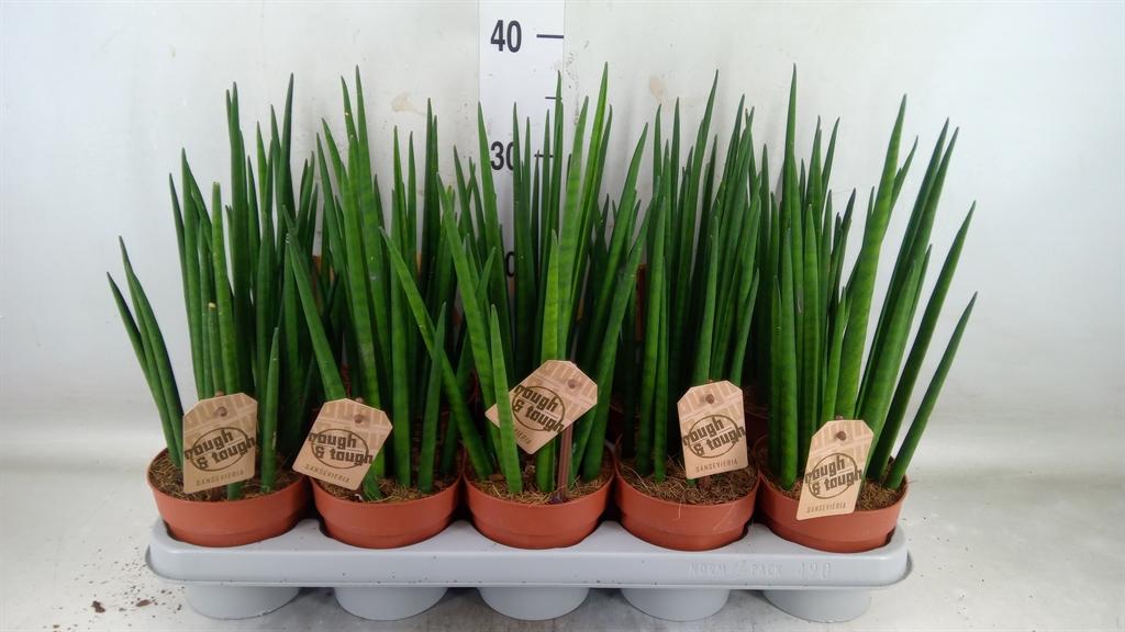 Горшечные цветы и растения оптом Sansevieria Bacularis от 10шт из Голландии с доставкой по России