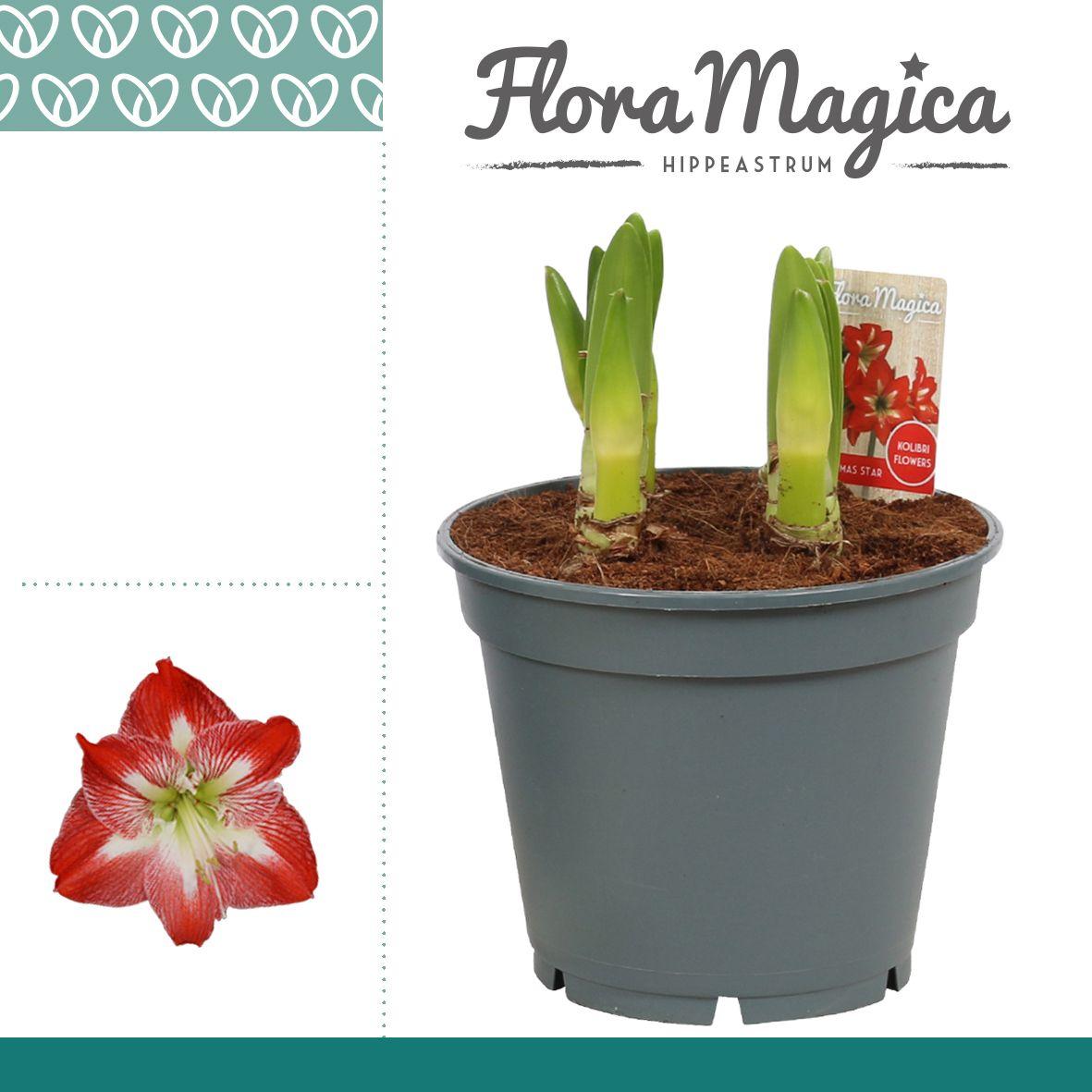 Горшечные цветы и растения оптом Hipp Multiflora Exotic Striped 6pp от 6шт из Голландии с доставкой по России