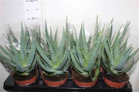 Горшечные цветы и растения оптом Aloe Arborescens от 8шт из Голландии с доставкой по России