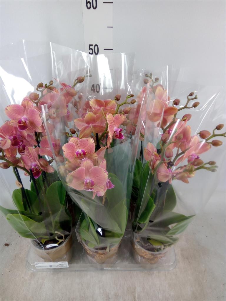 Горшечные цветы и растения оптом Phalaenopsis   ...orange от 6шт из Голландии с доставкой по России