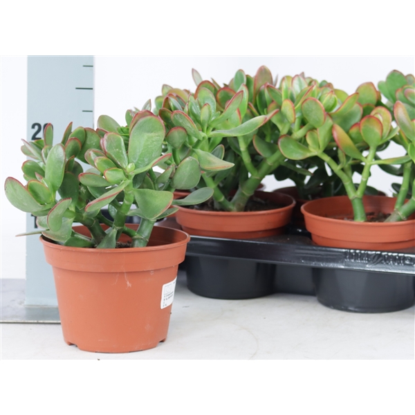 Горшечные цветы и растения оптом Crassula Colorata Canarias от 6шт из Голландии с доставкой по России