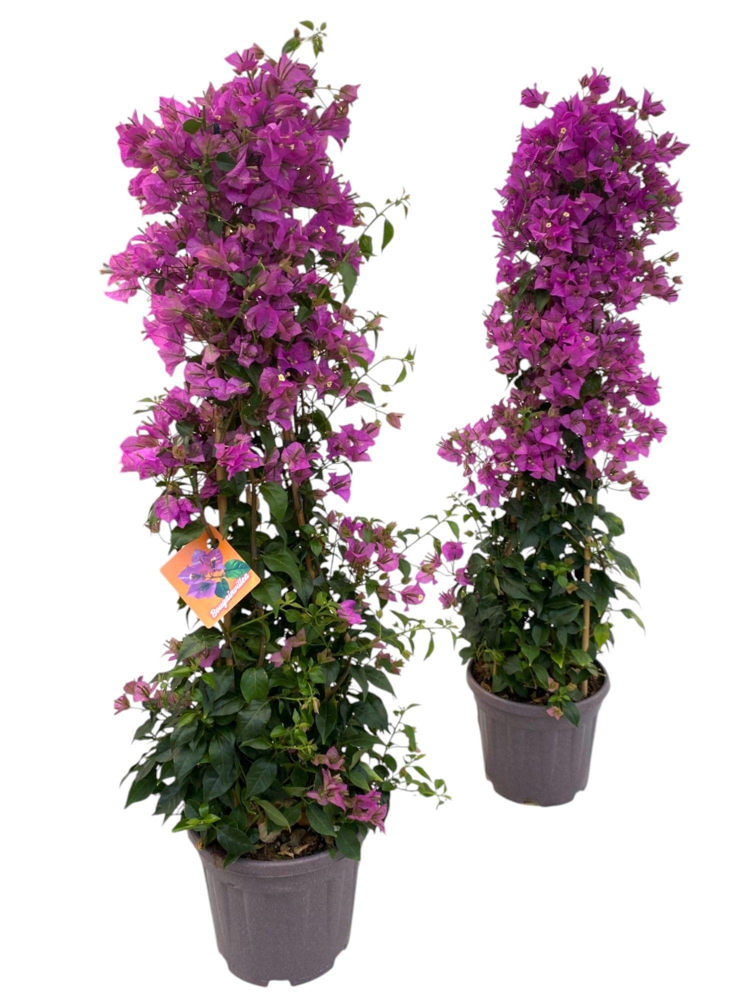 Горшечные цветы и растения оптом Bougainvillea Sanderiana Pyramid от 1шт из Голландии с доставкой по России