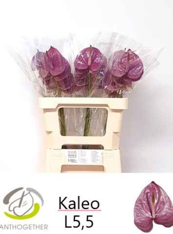 Срезанные цветы оптом Anthurium kaleo от 30шт из Голландии с доставкой по России