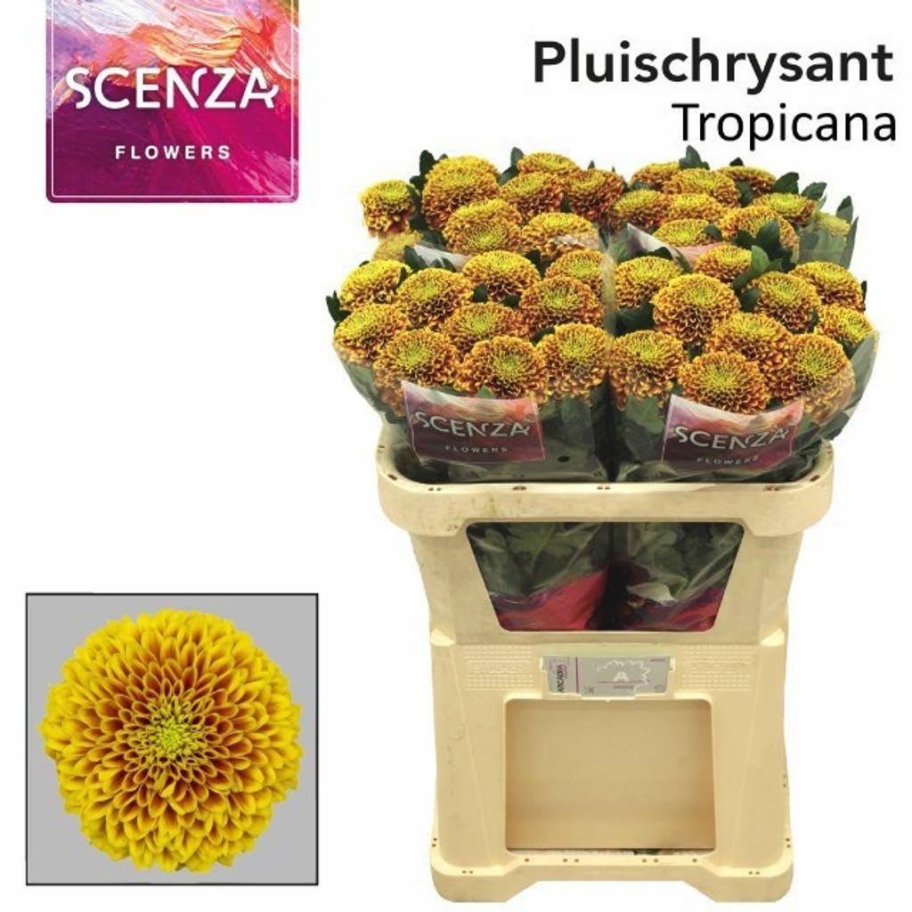 Срезанные цветы оптом Chrys bl tropicana от 40шт. из Голландии с доставкой по России