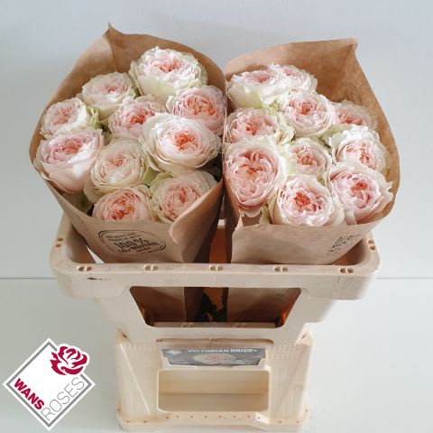Срезанные цветы оптом Rosa garden victorian bride+ от 20шт из Голландии с доставкой по России