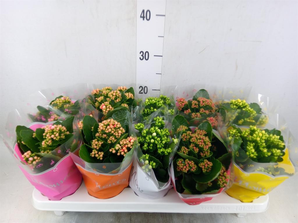 Горшечные цветы и растения оптом Kalanchoe Blos.   ..rosebud Mix  5 от 10шт' из Голландии с доставкой по России