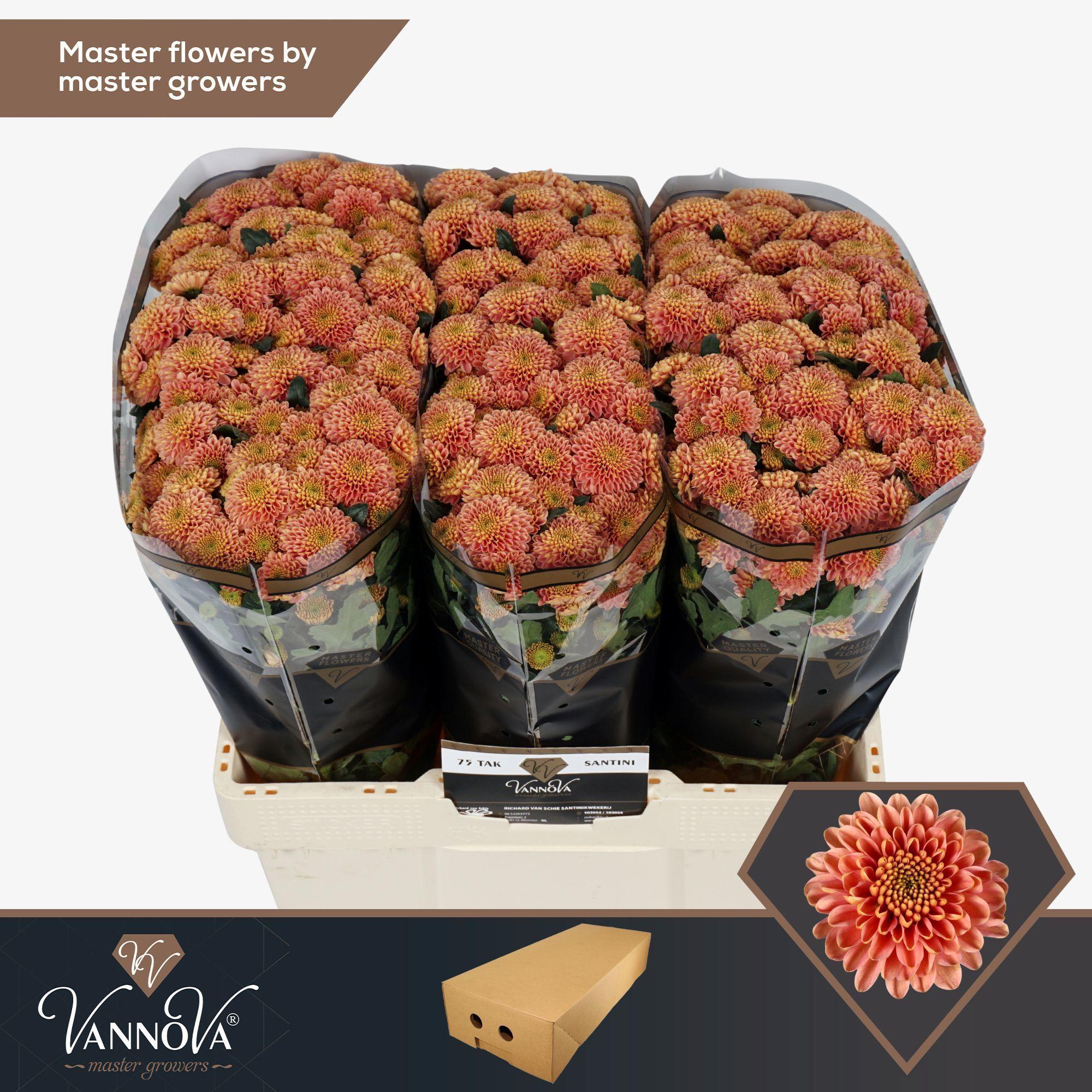 Срезанные цветы оптом Chrys sa ellison salmon от 100шт из Голландии с доставкой по России