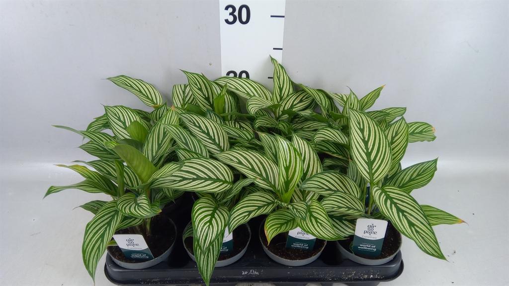 Горшечные цветы и растения оптом Calathea ... от 12шт (для телеги) из Голландии с доставкой по России