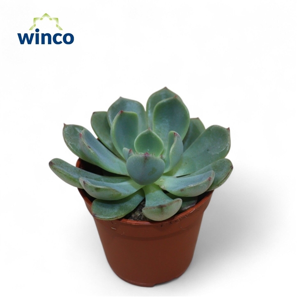 Горшечные цветы и растения оптом Echeveria Sitifukumiama от 20шт (для телеги) из Голландии с доставкой по России