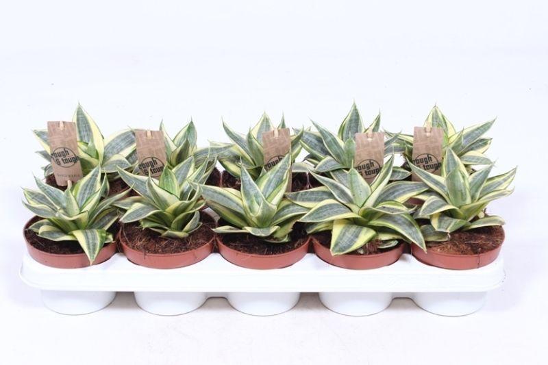 Горшечные цветы и растения оптом Sansevieria Golden Hahnii от 10шт из Голландии с доставкой по России