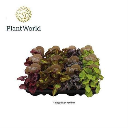 Горшечные цветы и растения оптом Begonia Leave Mix от 12шт (для телеги) из Голландии с доставкой по России Горшечные цветы и растения оптом Begonia Leave Mix от 12шт (для телеги) из Голландии с доставкой по России