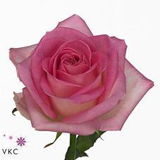 Срезанные цветы оптом Rosa large sorbet avalanche+ от 80шт из Голландии с доставкой по России
