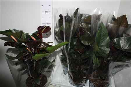 Горшечные цветы и растения оптом Anthu Black Love 4 - 7+++ от 6шт из Голландии с доставкой по России