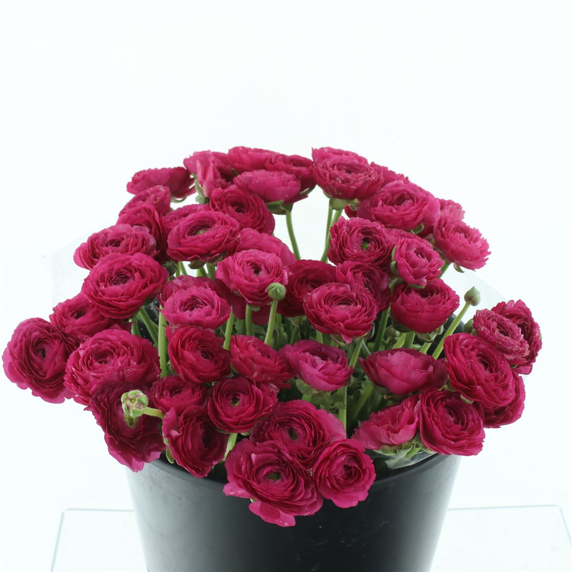 Срезанные цветы оптом Ranunculus mix in bucket от 50шт из Голландии с доставкой по России