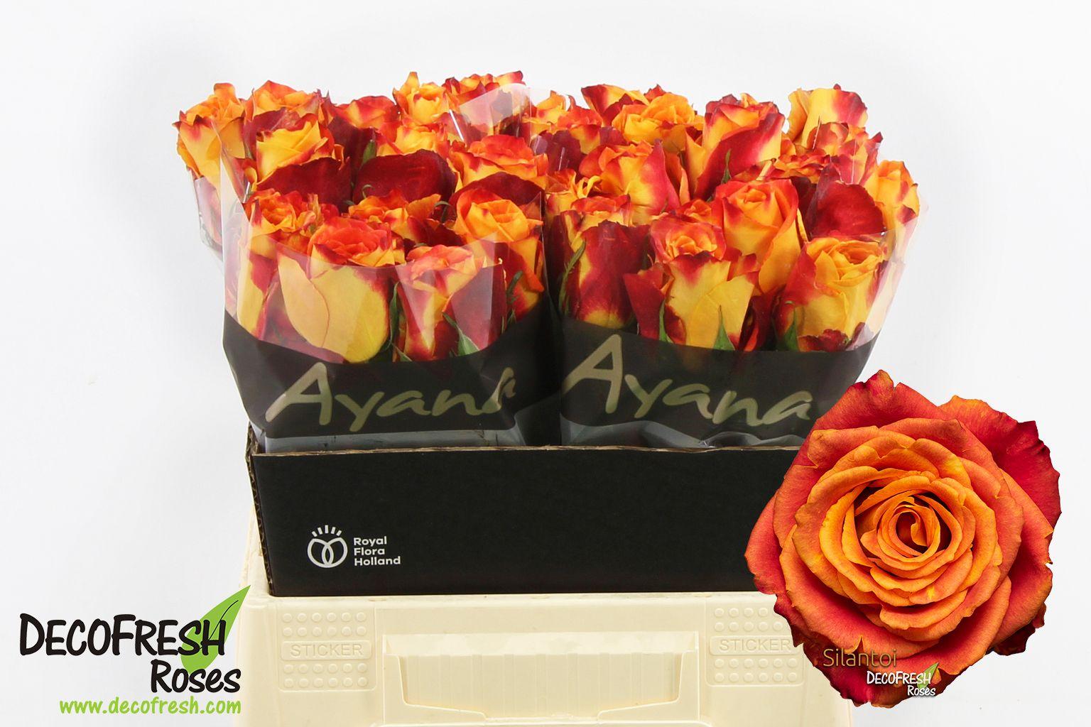 Срезанные цветы оптом Rosa large silantoi от 40шт из Голландии с доставкой по России