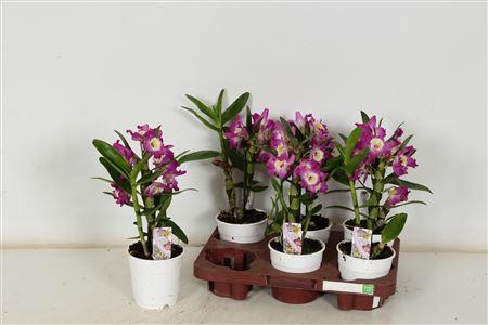 Горшечные цветы и растения оптом Dend Nobile 1-2 Branches Spring Deal от 6шт из Голландии с доставкой по России