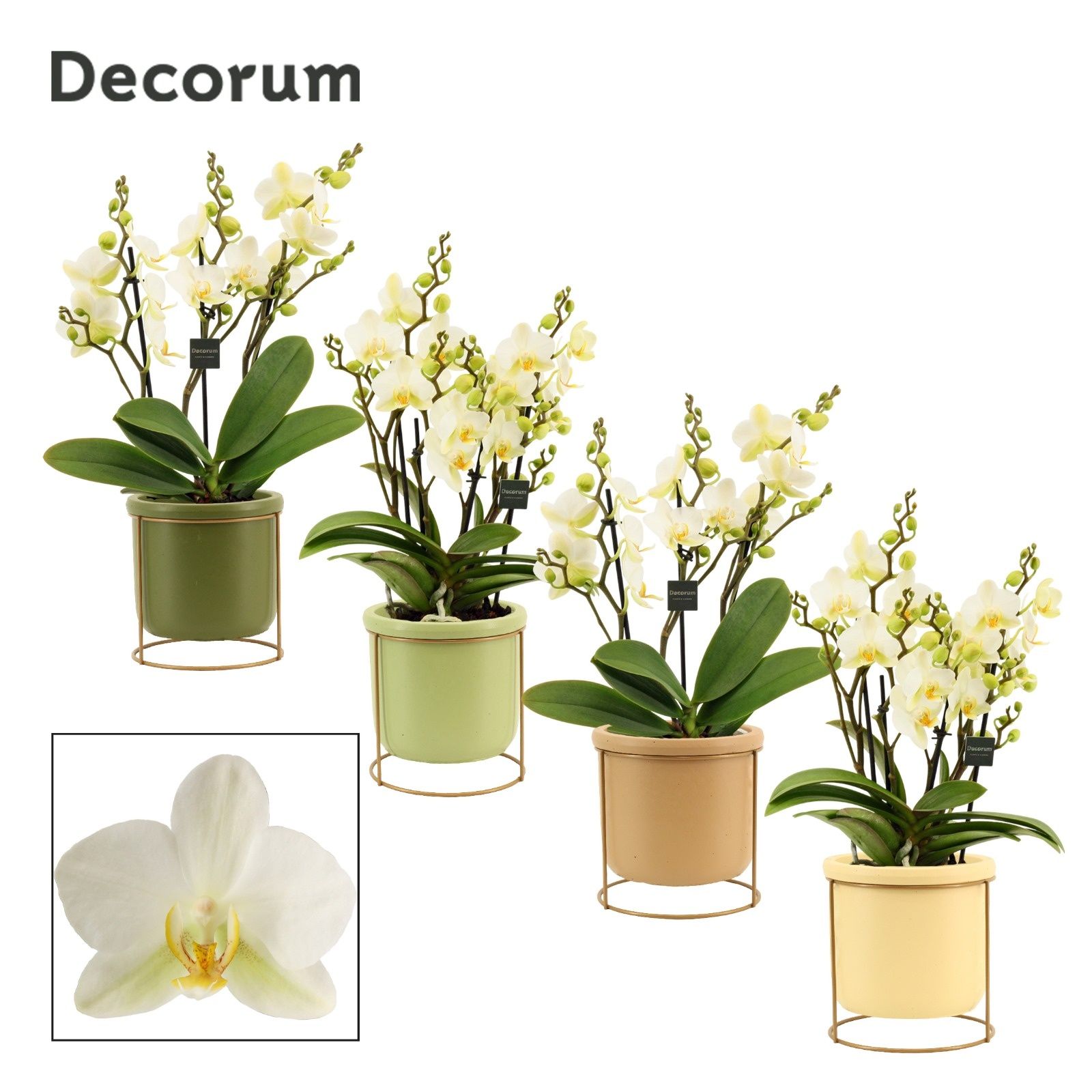 Горшечные цветы и растения оптом Phal Mf An Lausanne от 4шт из Голландии с доставкой по России