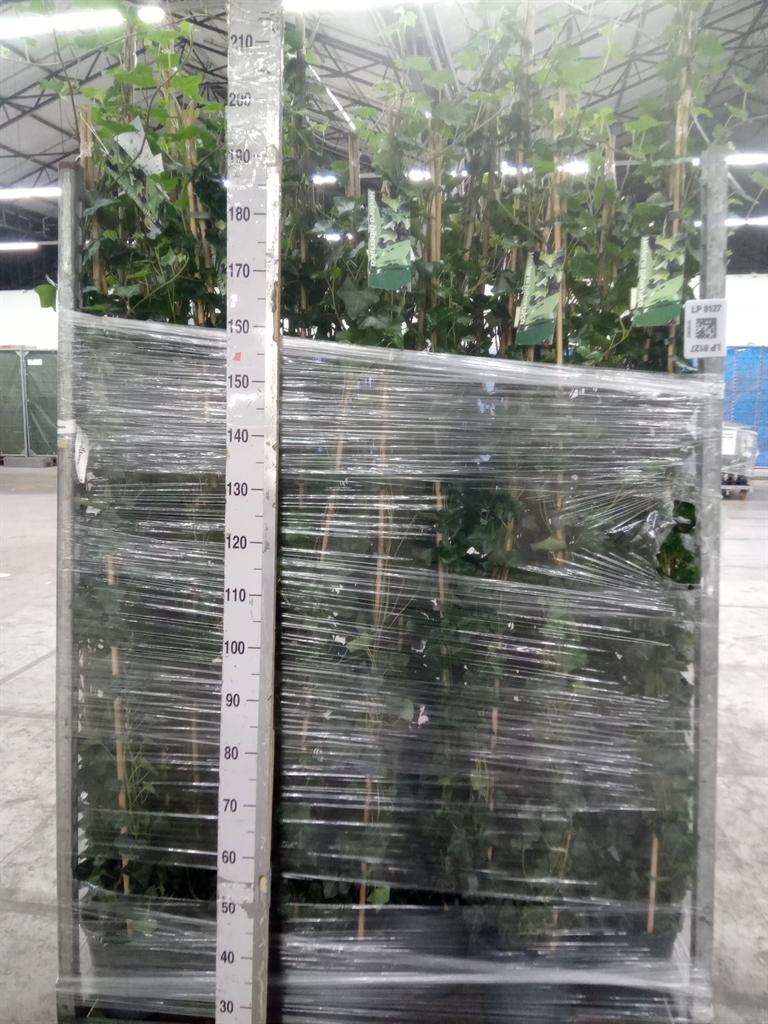 Горшечные цветы и растения оптом Hedera Hibernica от 1шт из Голландии с доставкой по России
