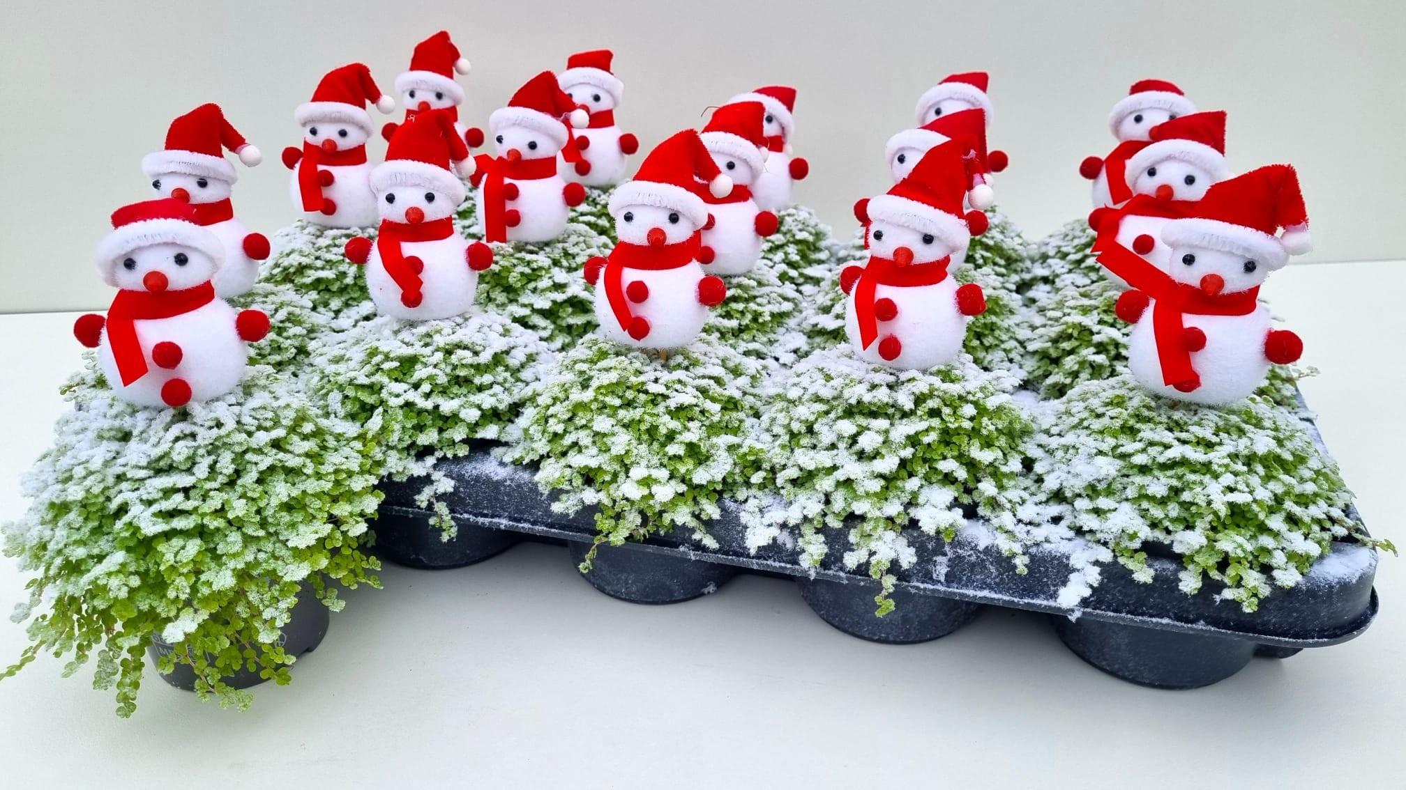 Горшечные цветы и растения оптом Solei Sol Aurea от 15шт (для телеги) из Голландии с доставкой по России