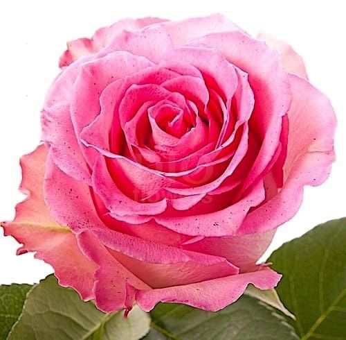 Розы оптом SWEET UNIQUE из Эквадора с доставкой по России