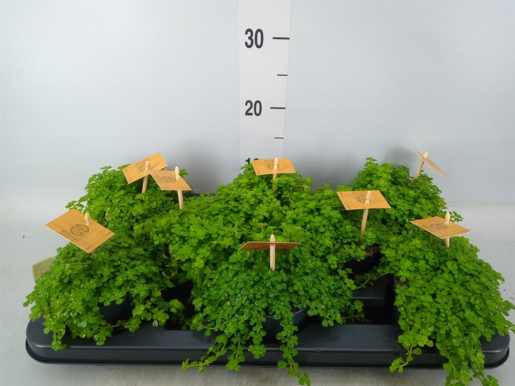 Горшечные цветы и растения оптом Pilea Depressa от 8шт из Голландии с доставкой по России