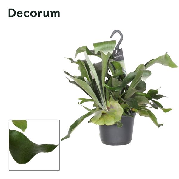 Горшечные цветы и растения оптом Platycerium Netherlands Hangpot (decorum) от 6шт из Голландии с доставкой по России