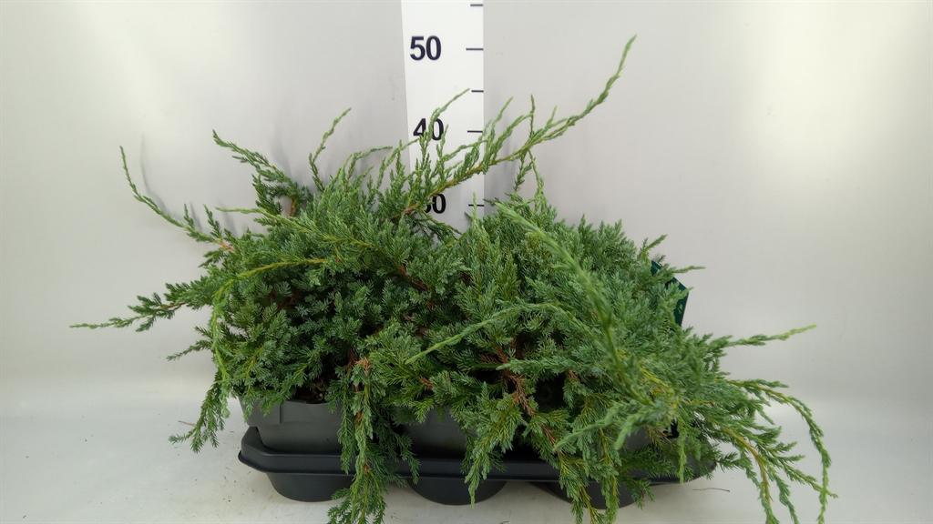 Горшечные цветы и растения оптом Juniperus Squamata blue Carpet от 3шт из Голландии с доставкой по России