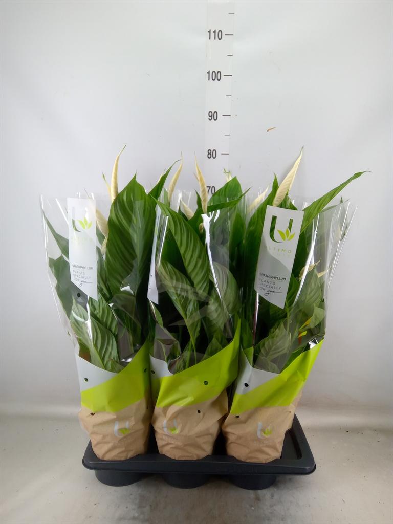 Горшечные цветы и растения оптом Spath Vivaldi 5+ от 6шт из Голландии с доставкой по России