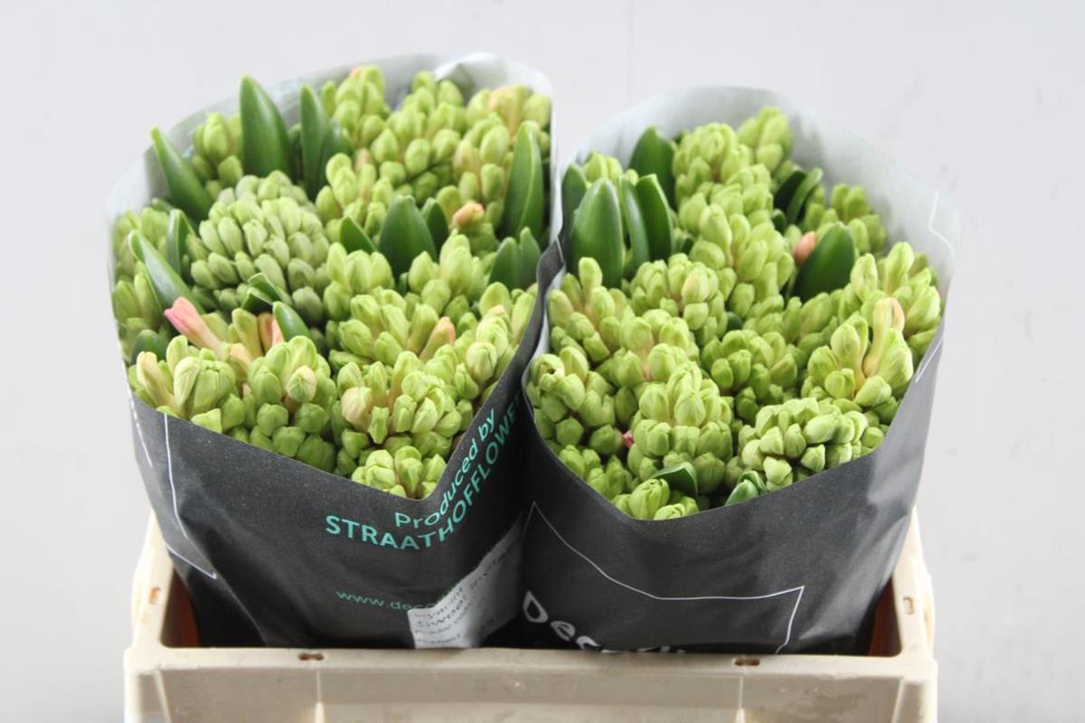 Срезанные цветы оптом Hyacinthus sweet invitation от 50шт из Голландии с доставкой по России