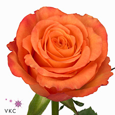 Срезанные цветы оптом Rosa large confidential от 50шт из Голландии с доставкой по России