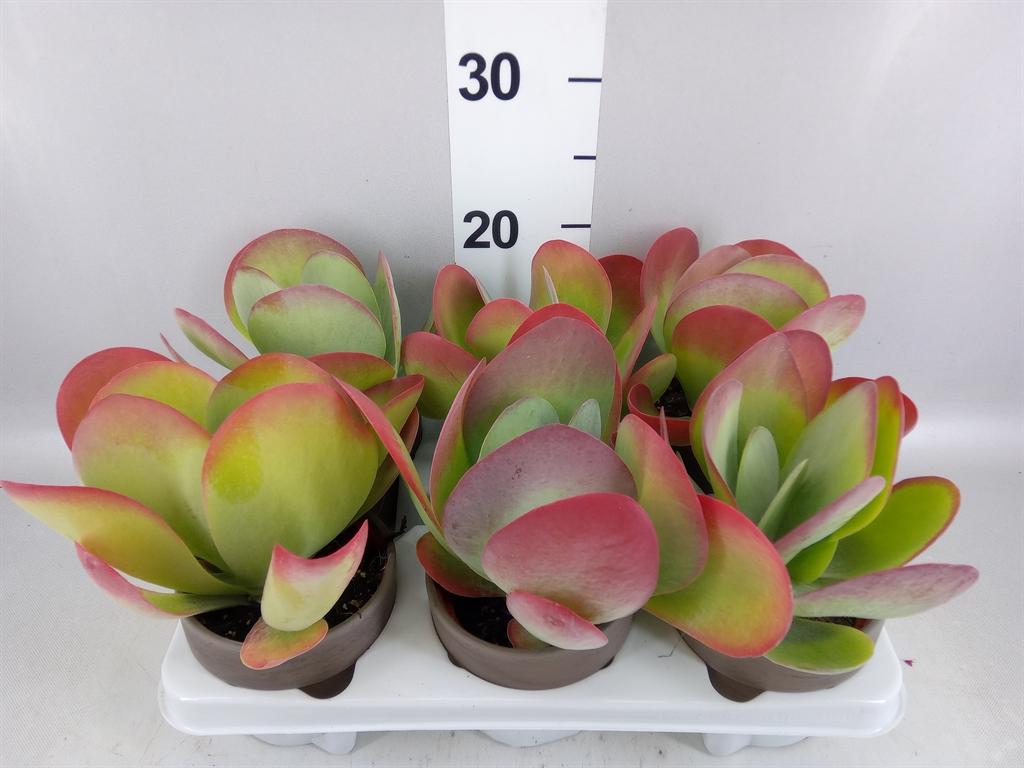 Горшечные цветы и растения оптом Kalanchoe Nf Thyrsiflora от 6шт из Голландии с доставкой по России