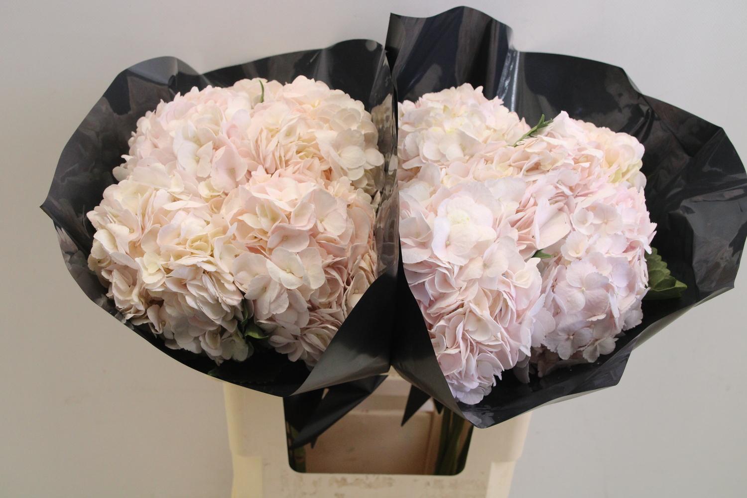 Срезанные цветы оптом Hydrangea pink light от 10шт из Голландии с доставкой по России