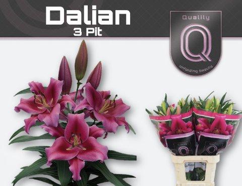 Срезанные цветы оптом Lilium or dalian от 40шт.. из Голландии с доставкой по России