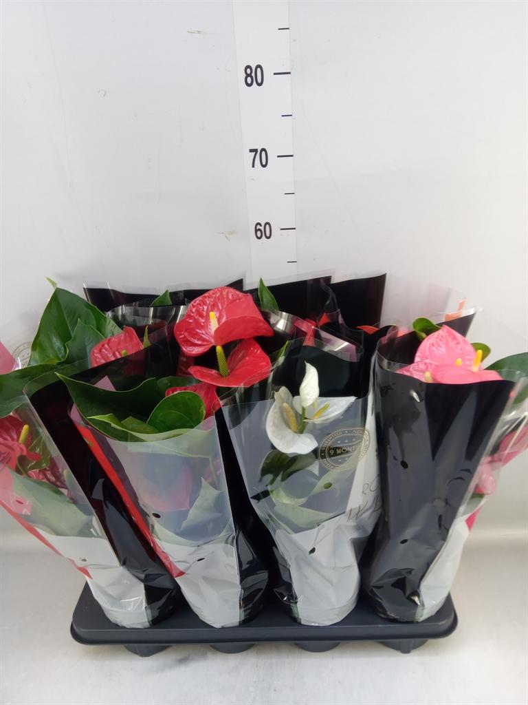 Горшечные цветы и растения оптом Anthurium   ...mix от 8шт из Голландии с доставкой по России