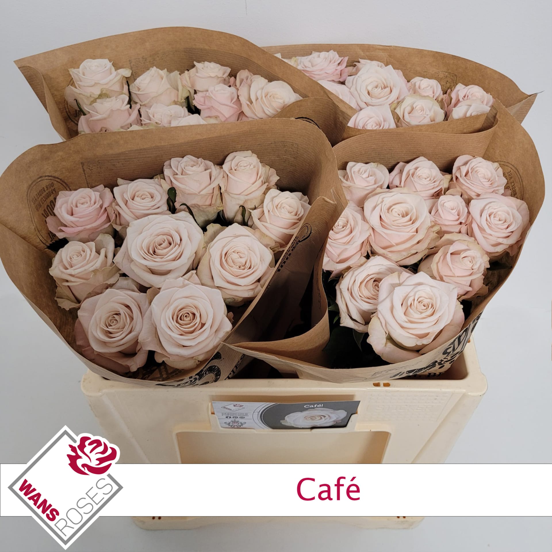 Срезанные цветы оптом Rosa garden cafe! от 40шт из Голландии с доставкой по России