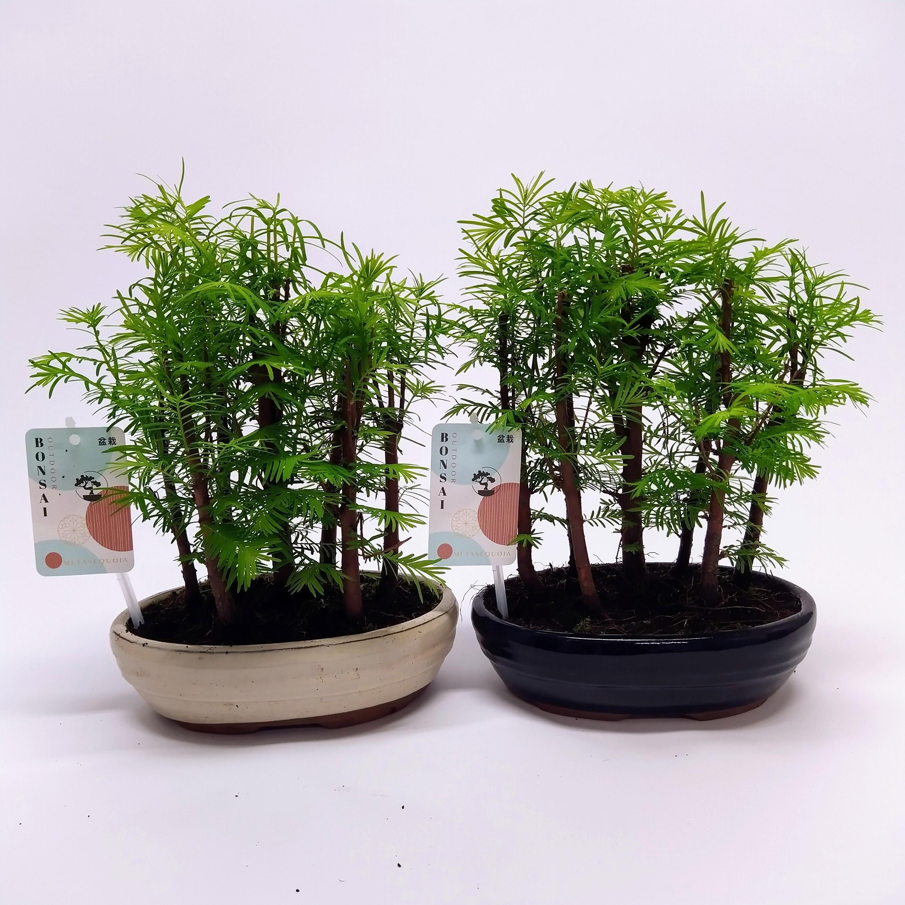 Горшечные цветы и растения оптом Bonsai Metasequoia Forest Oval от 6шт из Голландии с доставкой по России