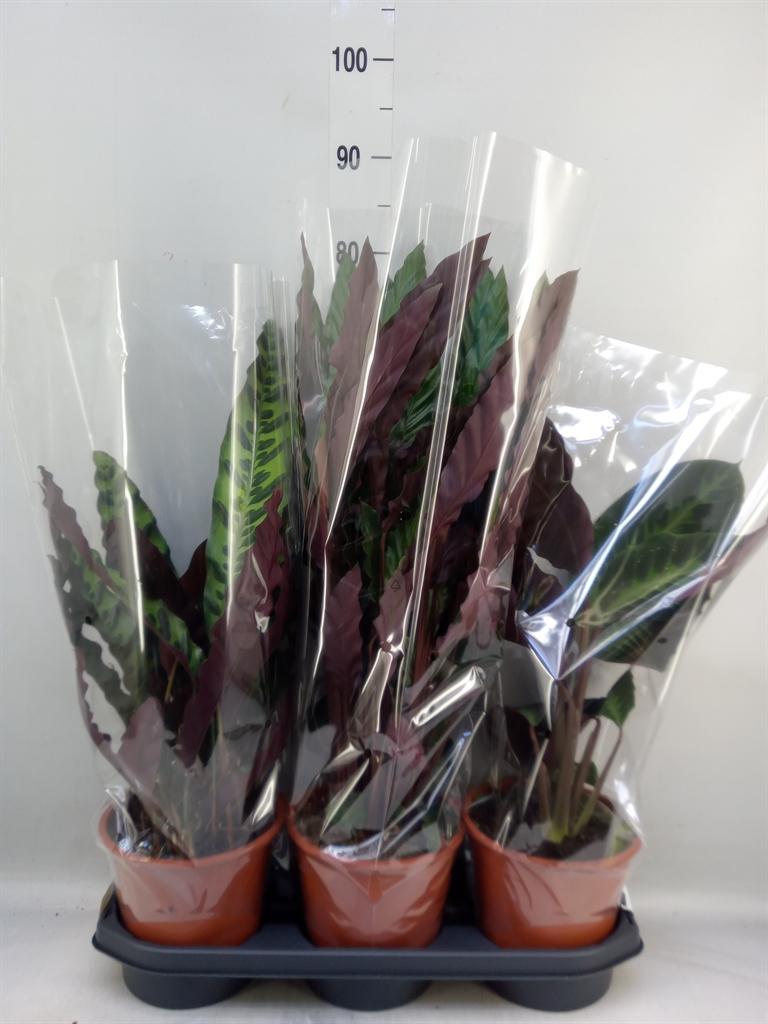 Горшечные цветы и растения оптом Calathea   ...mix от 3шт из Голландии с доставкой по России