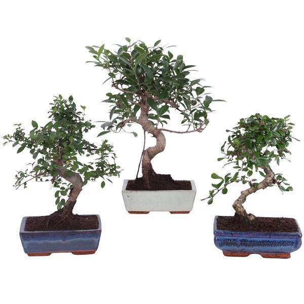 Горшечные цветы и растения оптом Bonsai Mix In Ceramic S-shape от 6шт из Голландии с доставкой по России