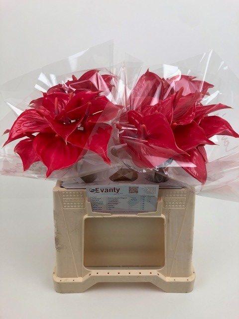 Срезанные цветы оптом Anthurium pink lady от 40шт из Голландии с доставкой по России