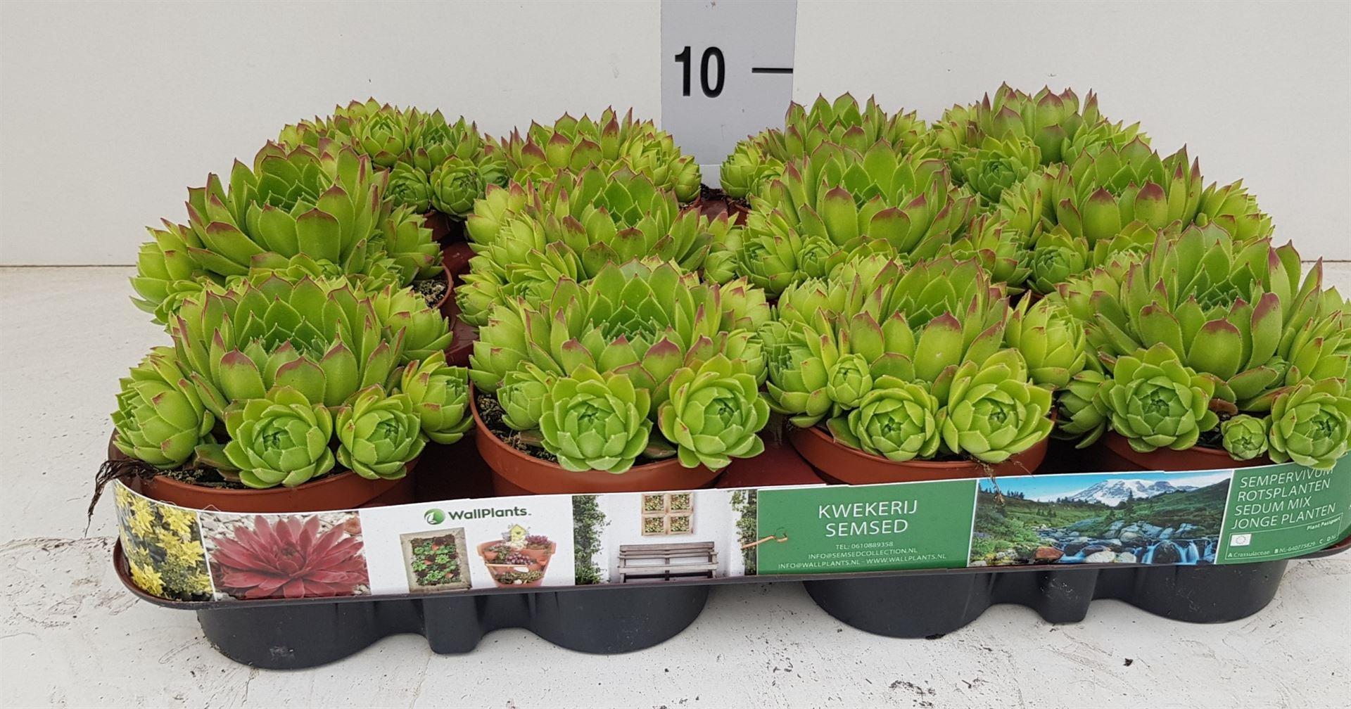 Горшечные цветы и растения оптом Sempervivum ... от 12шт (для телеги) из Голландии с доставкой по России