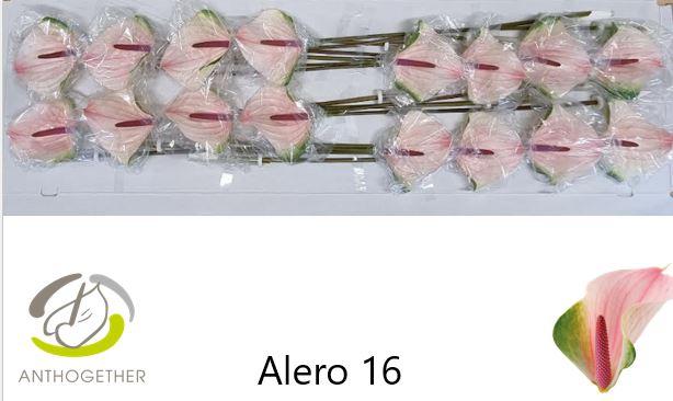 Срезанные цветы оптом Anthurium alero от 16шт из Голландии с доставкой по России