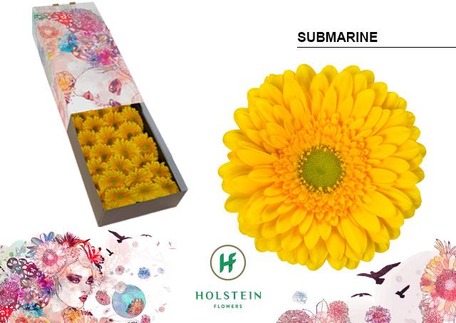 Срезанные цветы оптом Gerbera submarine от 50шт. из Голландии с доставкой по России