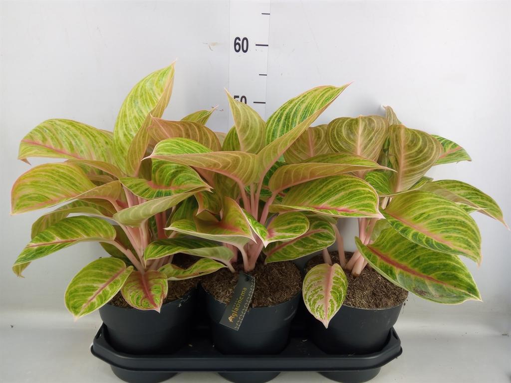 Горшечные цветы и растения оптом Aglaonema   ... от 3шт из Голландии с доставкой по России