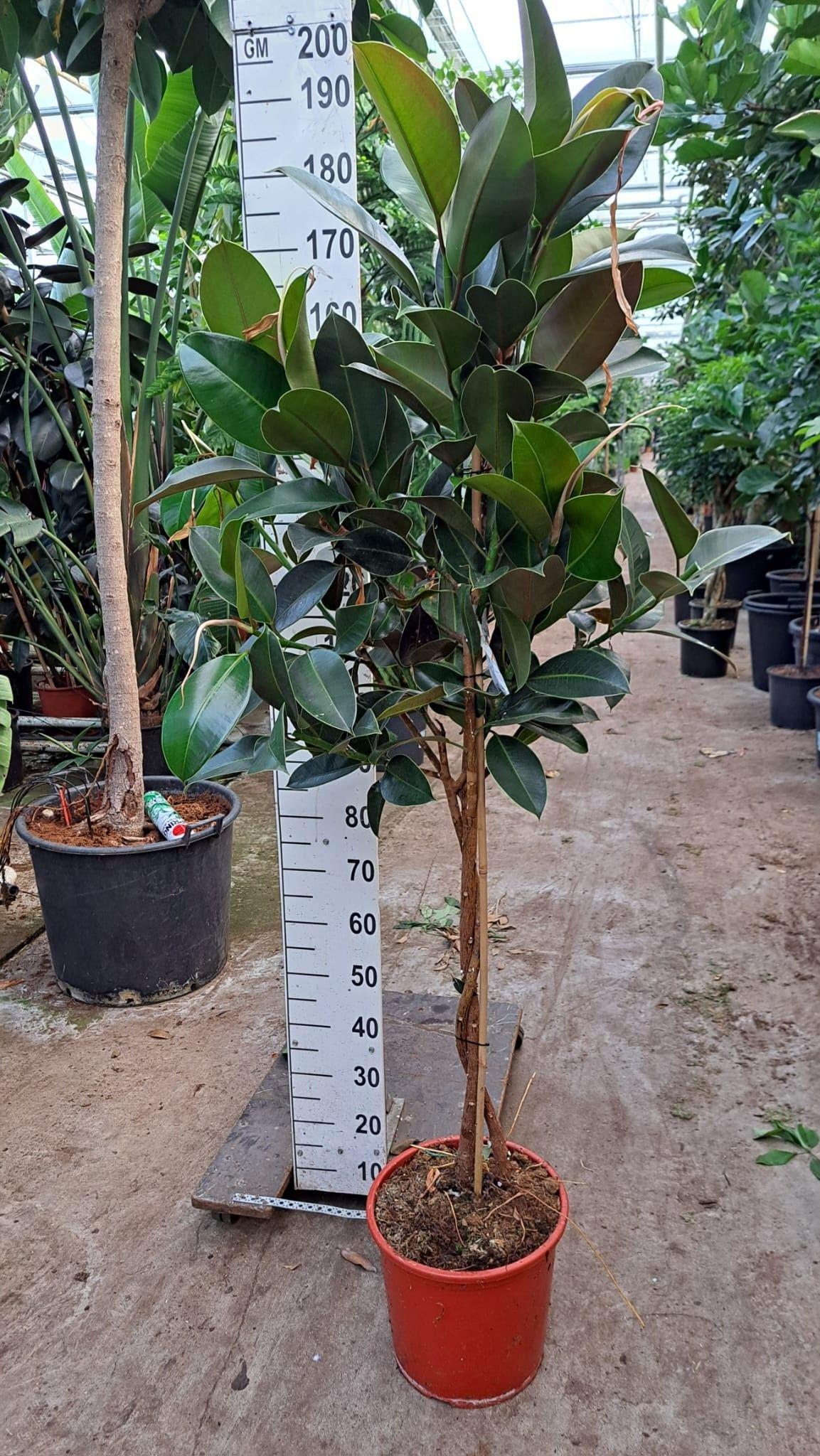 Горшечные цветы и растения оптом Ficus El Melany Twisted Stem от 1шт из Голландии с доставкой по России