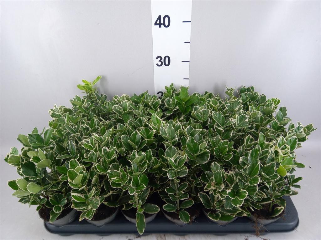Горшечные цветы и растения оптом Euonymus Fortunei silver Queen от 24шт (для телеги) из Голландии с доставкой по России