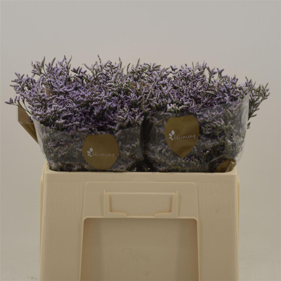 Срезанные цветы оптом Limonium safora lilac от 100шт. из Голландии с доставкой по России