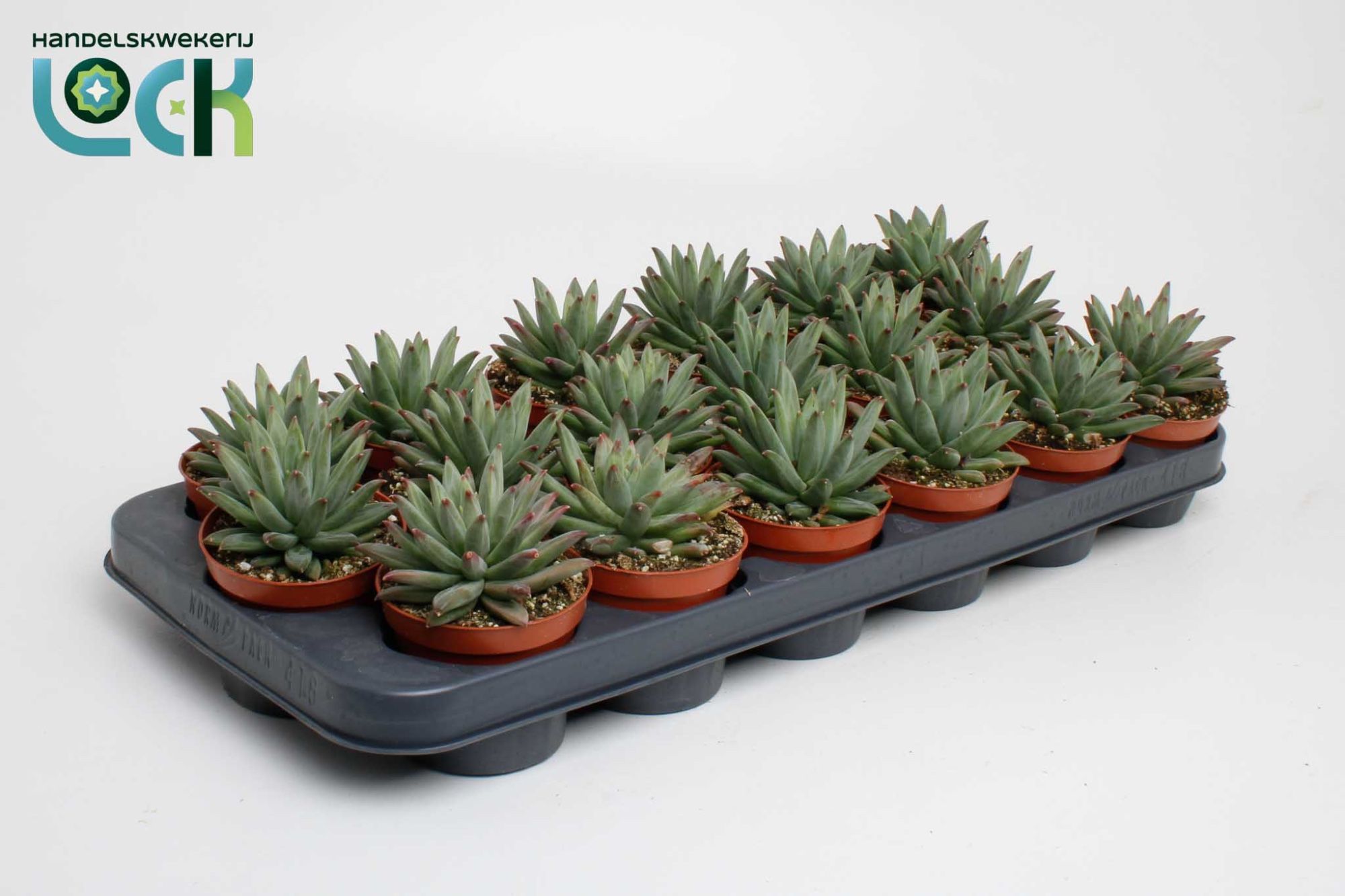 Горшечные цветы и растения оптом Echeveria Hookeri от 12шт (для телеги) из Голландии с доставкой по России