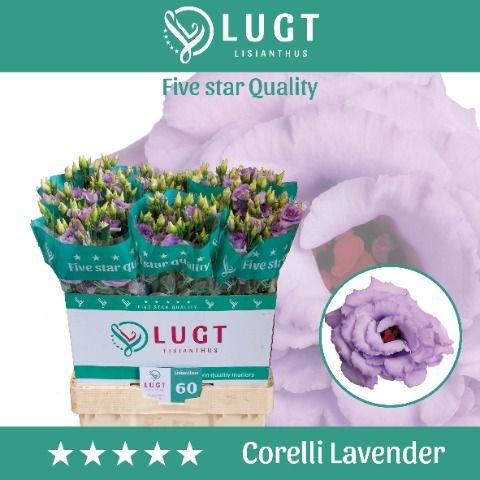 Срезанные цветы оптом Lisianthus do corelli lavender от 140шт. из Голландии с доставкой по России