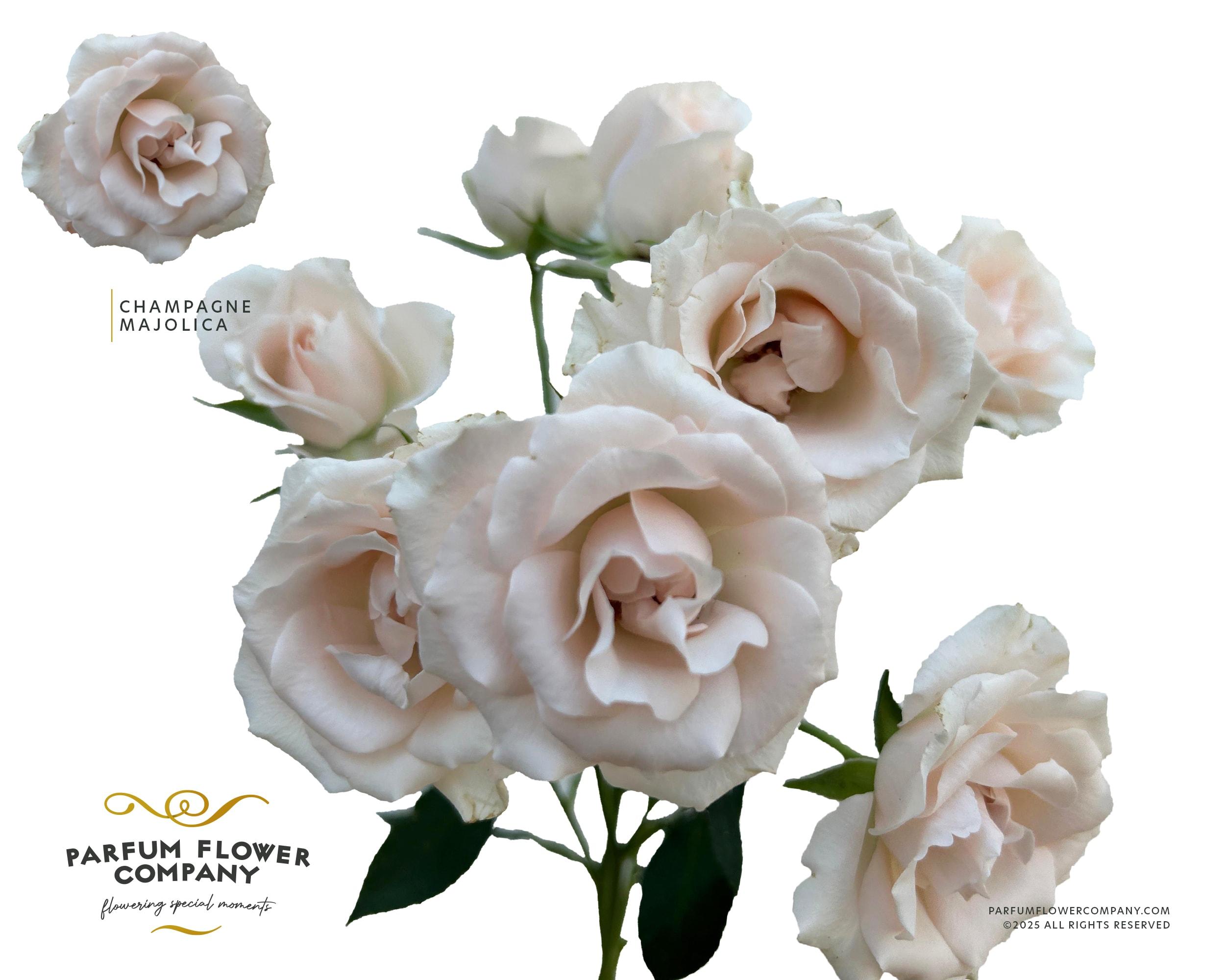 Срезанные цветы оптом Rosa spray garden parfum champagne majolica от 36шт из Голландии с доставкой по России