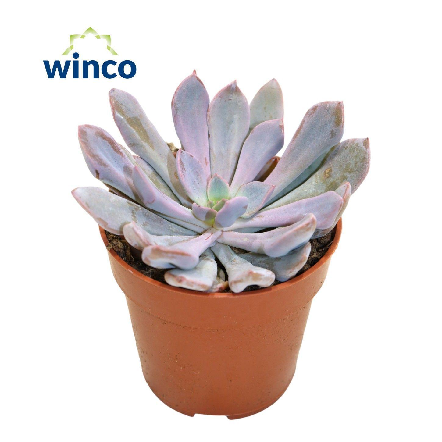 Горшечные цветы и растения оптом Graptoveria Lilac Spoons от 18шт (для телеги) из Голландии с доставкой по России